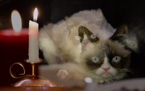 Celebrity Cats: Hard To Be a Cat at Christmas - Commercials - VIDEOTIME.COM