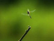 Dragon Fly In Ultra Slow Motion