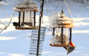 Birds On Feeders - Animals - VIDEOTIME.COM