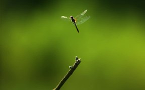Dragon Fly In Ultra Slow Motion - Animals - VIDEOTIME.COM