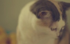 Cats World - Animals - Videotime.com