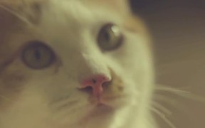 Cats World - Animals - VIDEOTIME.COM