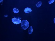 Jellyfish Swimming