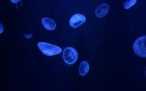 Jellyfish Swimming - Animals - VIDEOTIME.COM