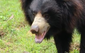Indian Sloth Bear - Animals - VIDEOTIME.COM