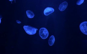 Jellyfish Swimming - Animals - VIDEOTIME.COM