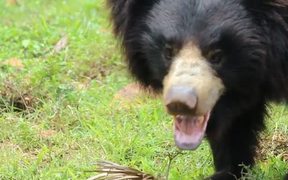 Indian Sloth Bear - Animals - Videotime.com
