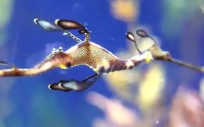 Monterey Bay Aquarium - Animals - Videotime.com