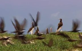 Wildlife - Animals - VIDEOTIME.COM