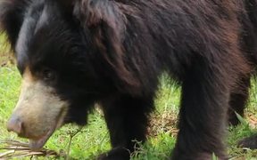 Indian Sloth Bear - Animals - VIDEOTIME.COM