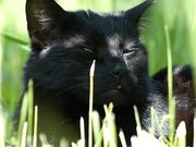 Black Cat in Grass