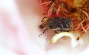 Insect Pollinating - Animals - VIDEOTIME.COM