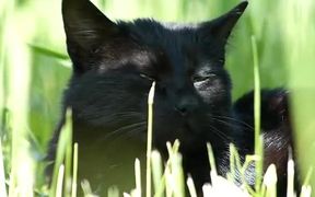 Black Cat in Grass - Animals - VIDEOTIME.COM