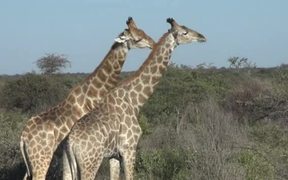 Two Giraffes - Animals - VIDEOTIME.COM