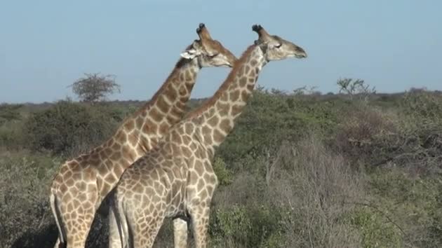 Two Giraffes - Animals - Y8.com