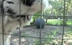 Tiger - Animals - VIDEOTIME.COM