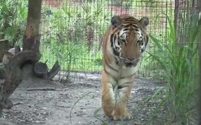 Tiger - Animals - Videotime.com