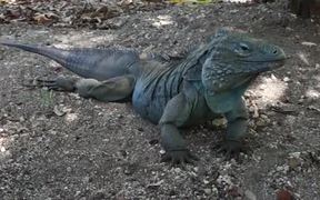 Blue Iguana - Animals - VIDEOTIME.COM