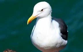 Seagull - Animals - VIDEOTIME.COM
