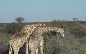 Two Giraffes - Animals - Videotime.com