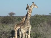 Two Giraffes - Animals - Y8.COM