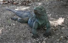 Blue Iguana - Animals - VIDEOTIME.COM