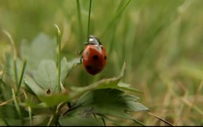 Ladybug - Animals - VIDEOTIME.COM