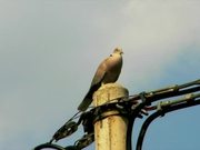Singing Dove