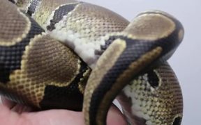 Snake Plays - Animals - VIDEOTIME.COM