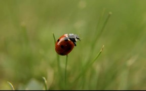 Ladybug - Animals - VIDEOTIME.COM