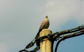 Singing Dove - Animals - VIDEOTIME.COM