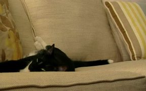 Cat Fighting Sleep - Animals - Videotime.com