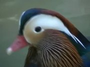 Multi Color Duck