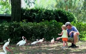 Father and Daughter Feeding the Birds - Animals - VIDEOTIME.COM