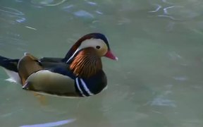 Multi Color Duck - Animals - VIDEOTIME.COM