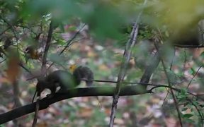 Squirrel Walk - Animals - VIDEOTIME.COM