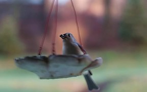 Birds and Feeder - Animals - VIDEOTIME.COM