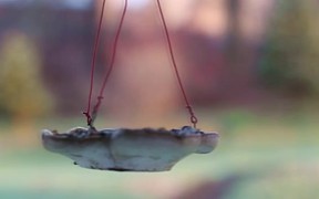 Birds and Feeder - Animals - VIDEOTIME.COM