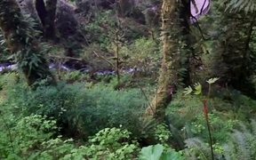 Small Creek - Fun - VIDEOTIME.COM