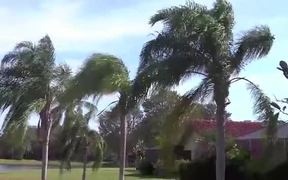 Breezy Palm Trees - Fun - VIDEOTIME.COM