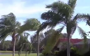 Breezy Palm Trees - Fun - VIDEOTIME.COM