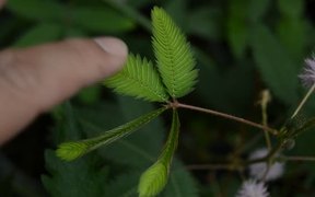 Mimosa Pudica (Sleepy Plant) - Fun - VIDEOTIME.COM
