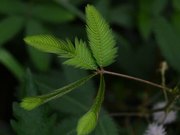 Mimosa Pudica (Sleepy Plant) - Fun - Y8.com