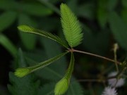 Mimosa Pudica (Sleepy Plant)