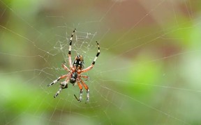 Spider - Animals - VIDEOTIME.COM