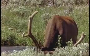 View of Waterfall and Elk in the Woods - Animals - VIDEOTIME.COM