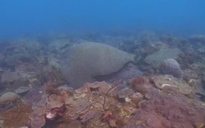 Tropical Scuba Diving - Fun - VIDEOTIME.COM