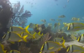 Undersea Exotic Fish - Fun - VIDEOTIME.COM