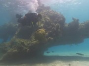 Tropical Scuba Diving