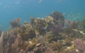Undersea Exotic Fish - Fun - VIDEOTIME.COM